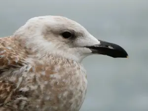 Menno 01 Zilvermeeuw